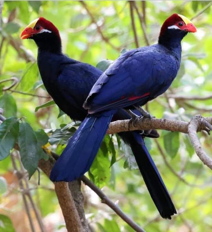 Two dark blue birds with bright red crests, orange beaks, and long tails are perched on a tree branch surrounded by green leaves.