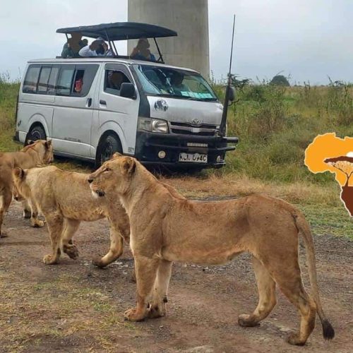 Three lions walk near a safari van with people observing them. The van is parked on a dirt road in a savannah setting. An illustration of the African continent with a tree is visible on the right.